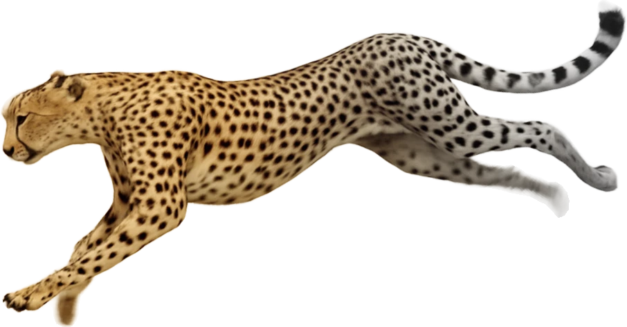 leopardo leopardo